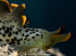 Elysia ornata by Cumhur Gedikoglu 